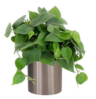 Philodendron Scandens